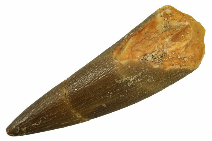 Fossil Plesiosaur (Zarafasaura) Tooth - Morocco #298036
